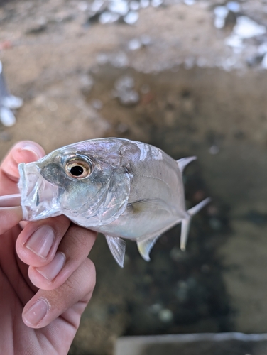 オニヒラアジの釣果