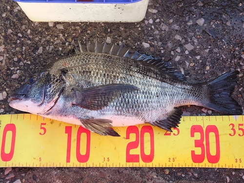 クロダイの釣果