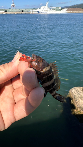 アオハタの釣果