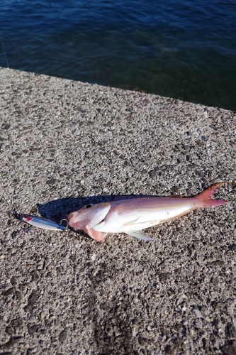 イトヨリダイの釣果