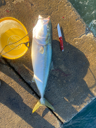 ハマチの釣果