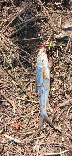 ニゴイの釣果