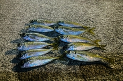 アジの釣果