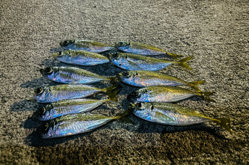 アジの釣果