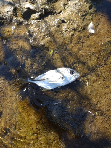 メッキの釣果