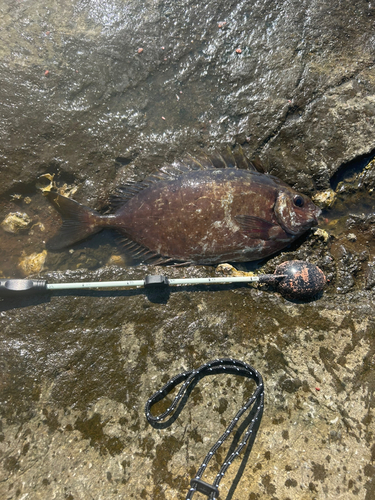 アイゴの釣果