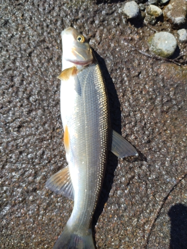 ウグイの釣果