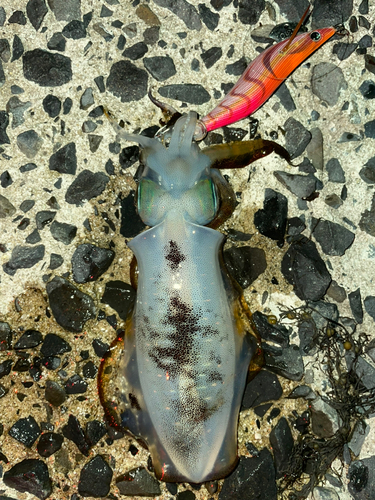 アオリイカの釣果