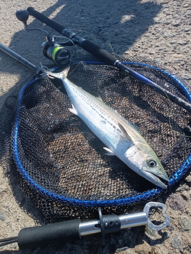 サゴシの釣果