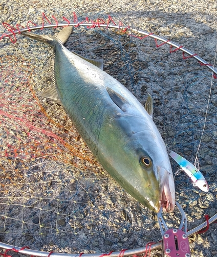 メジロの釣果