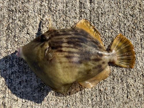 カワハギの釣果