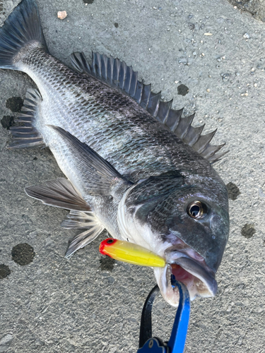 クロダイの釣果