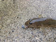 マハゼの釣果