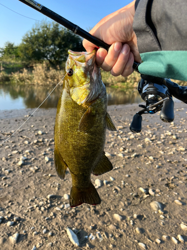 スモールマウスバスの釣果