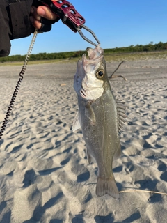 セイゴ（ヒラスズキ）の釣果