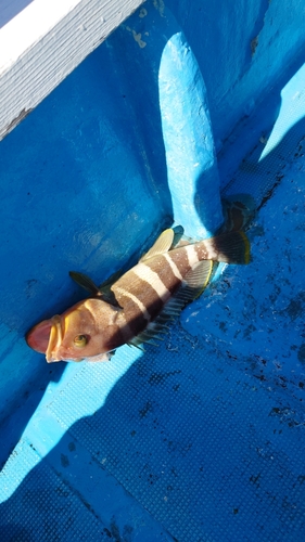 アオハタの釣果