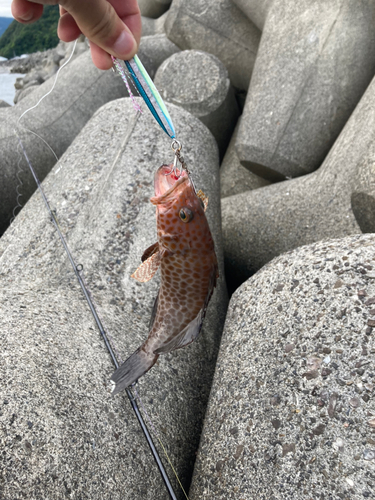 オオモンハタの釣果