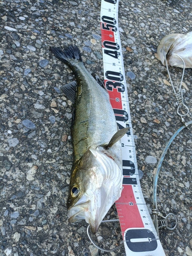 シーバスの釣果