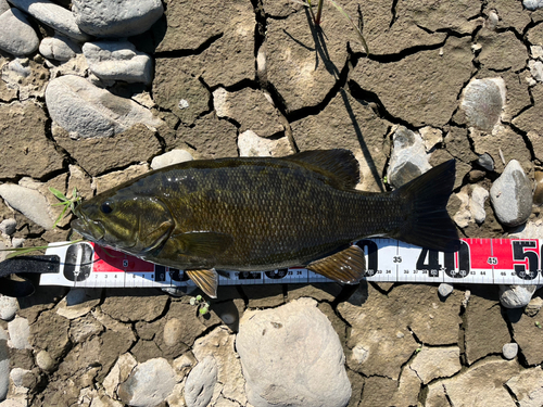 スモールマウスバスの釣果