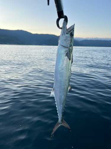 サゴシの釣果