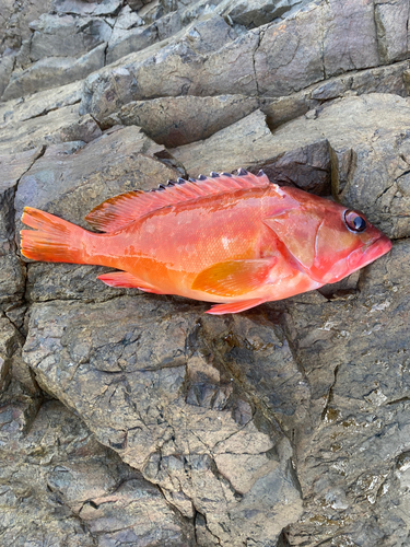 アカハタの釣果