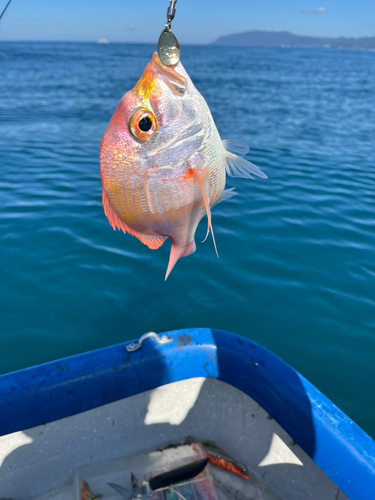 レンコダイの釣果