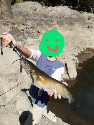 アメリカナマズの釣果