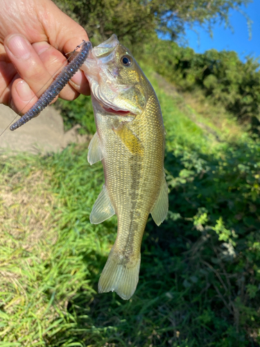 ラージマウスバスの釣果