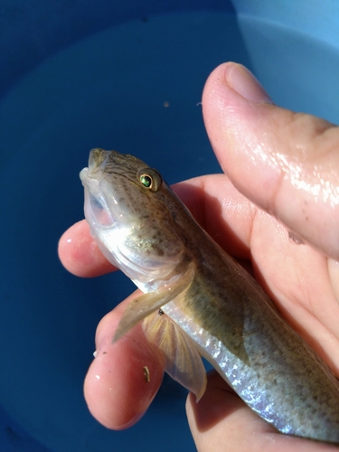 マハゼの釣果