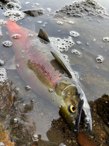 ヒメマスの釣果