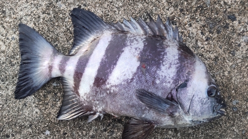 イシダイの釣果