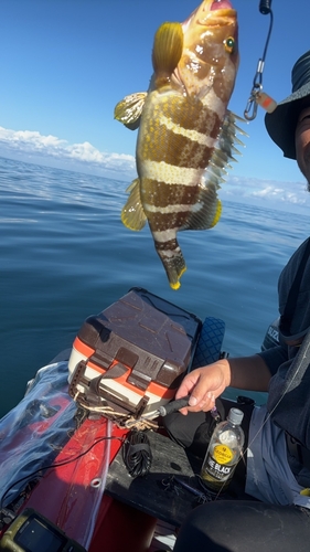 アオハタの釣果