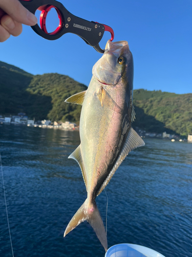 ショゴの釣果