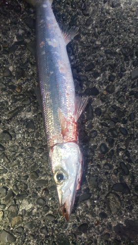 カマスの釣果