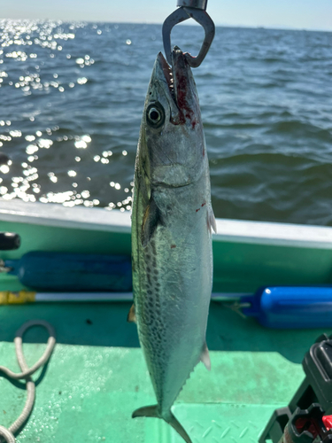 サゴシの釣果