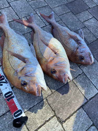 マダイの釣果