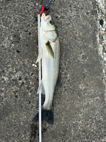 スズキの釣果