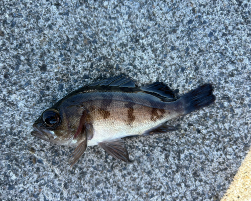 メバルの釣果