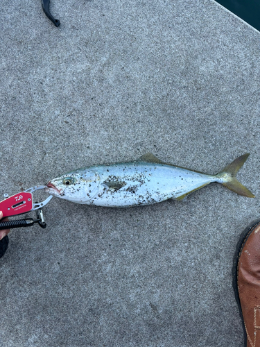 ワカシの釣果