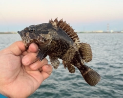 ソイの釣果