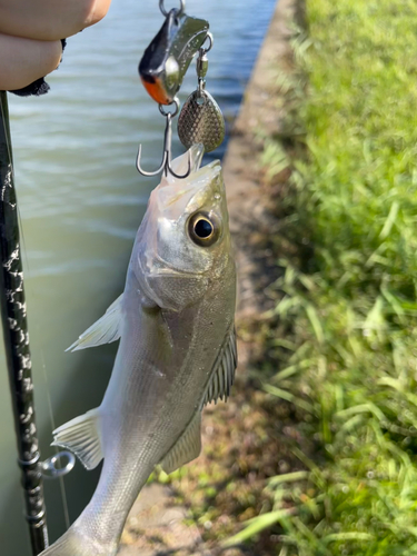 セイゴ（マルスズキ）の釣果