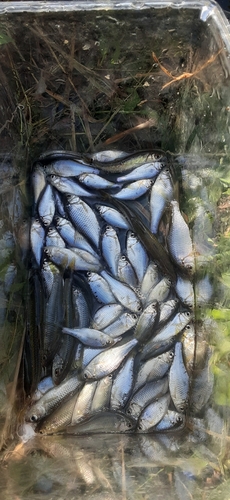 ヤリタナゴの釣果