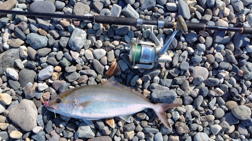 ショゴの釣果