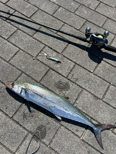 サゴシの釣果