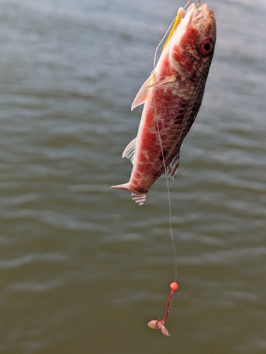 キスの釣果