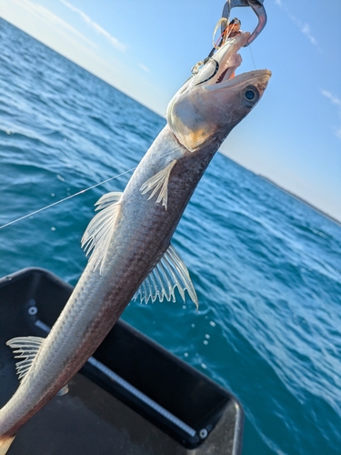 エソの釣果