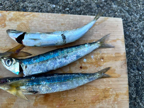 ウルメイワシの釣果