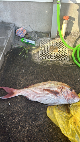 タイの釣果