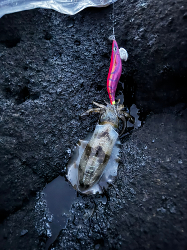 アオリイカの釣果