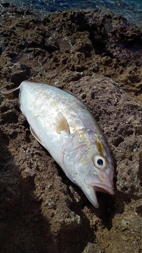 シオの釣果